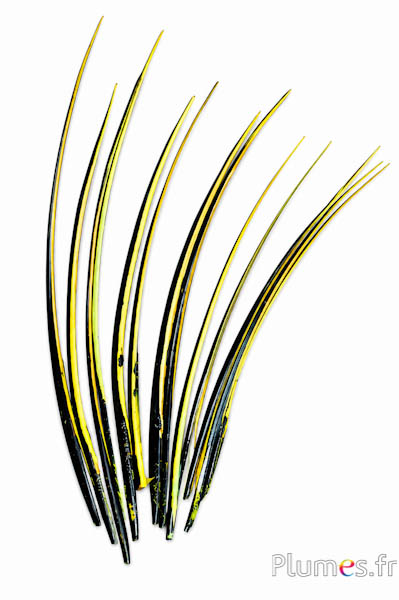Gans schacht - 25-30 cm - zwart-limoen-geel